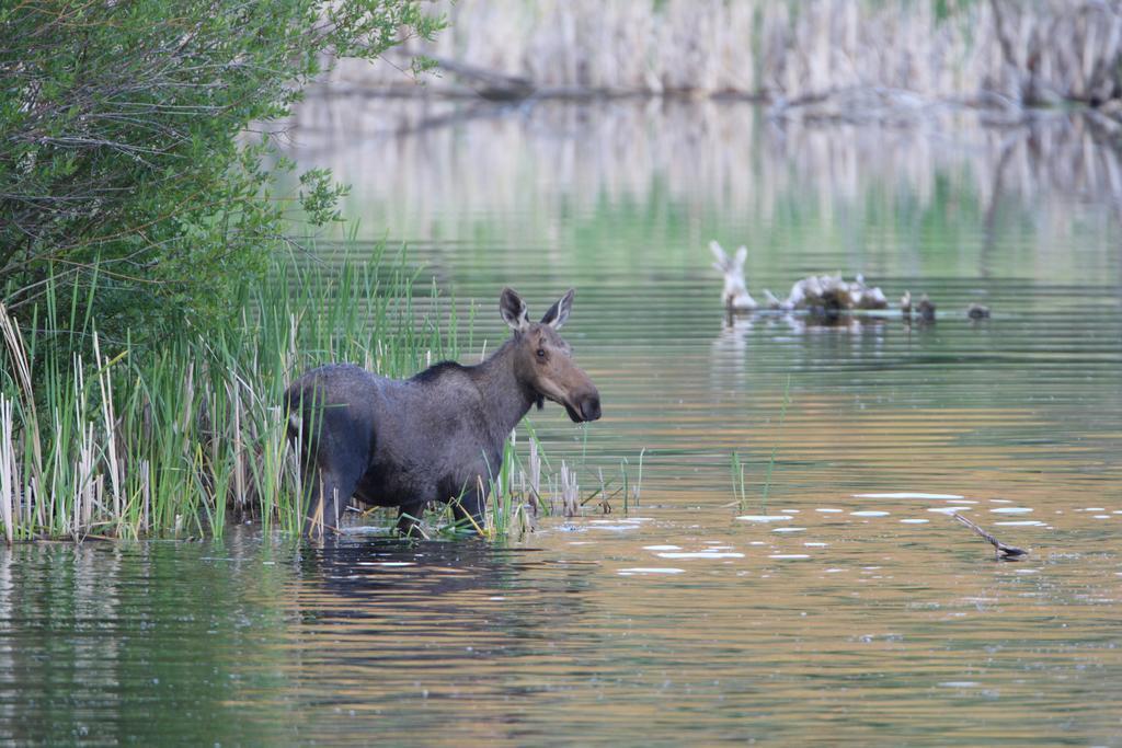 Lac Le Jeune Resort & Nature Centre แคมลูปส์ ภายนอก รูปภาพ