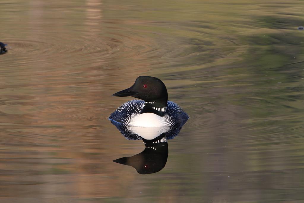 Lac Le Jeune Resort & Nature Centre แคมลูปส์ ภายนอก รูปภาพ