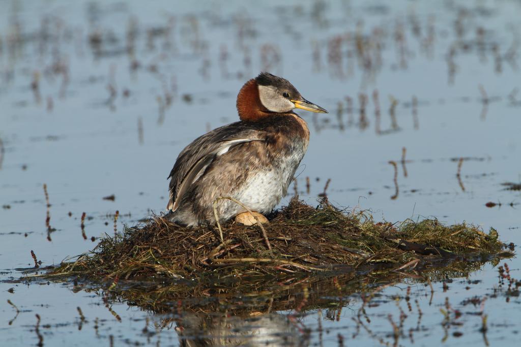 Lac Le Jeune Resort & Nature Centre แคมลูปส์ ภายนอก รูปภาพ